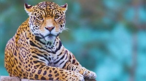 India's Leopard Hotspots: Top 5 Destinations for Wildlife Enthusiasts