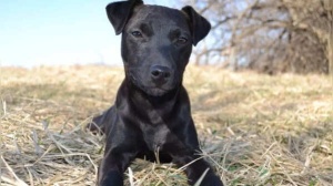 Expert Dog Trainer: These 3 Breeds Are a Bad Match for New Pet Parents