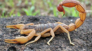 Amazonian Scorpion Venom Yields Potential Breakthrough in Breast Cancer Treatment