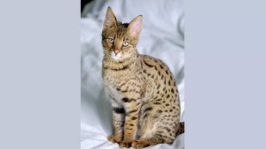 World's Most Expensive Felines: A Look at the Priciest Cat Breeds