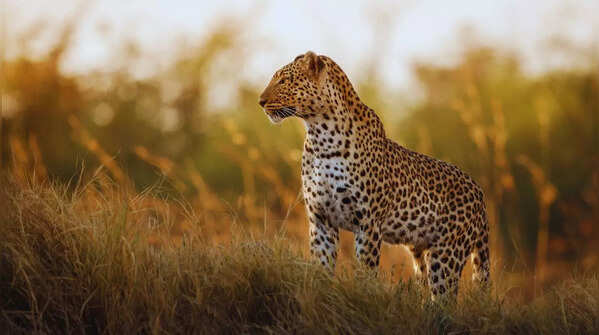 Leopard lurking in Sanjay Gandhi National Park