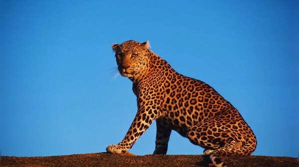A leopard resting in Kabini Wildlife Sanctuary