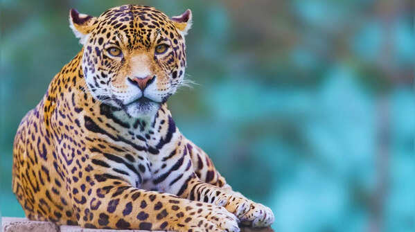 A leopard relaxes in its natural habitat