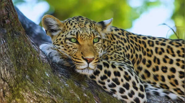 A leopard amongst the rocks in Jawai Leopard Reserve