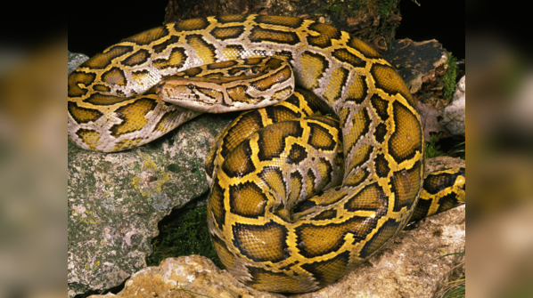 An Indian Python slithering through a forest.