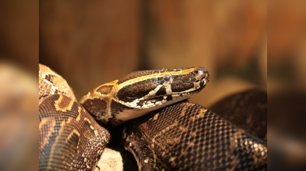 An African Rock Python in a rocky environment.
