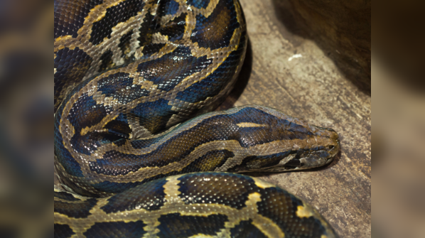 A Burmese Python camouflaged in its natural habitat.
