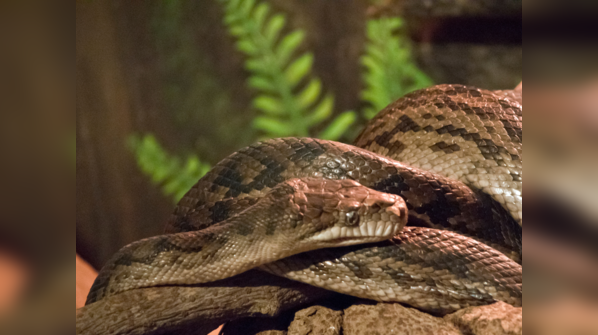 An Amethystine Python showcasing its iridescent scales.