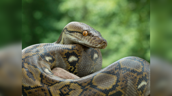 A Reticulated Python displaying its intricate patterns.