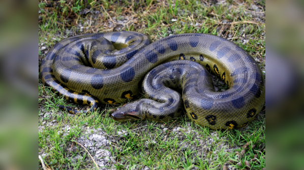 A Green Anaconda submerged in a river.