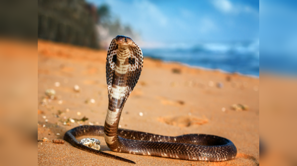 A King Cobra displaying its hood.