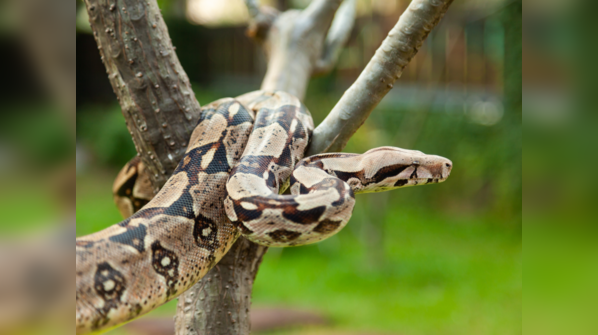 A Boa Constrictor coiled on a tree branch.