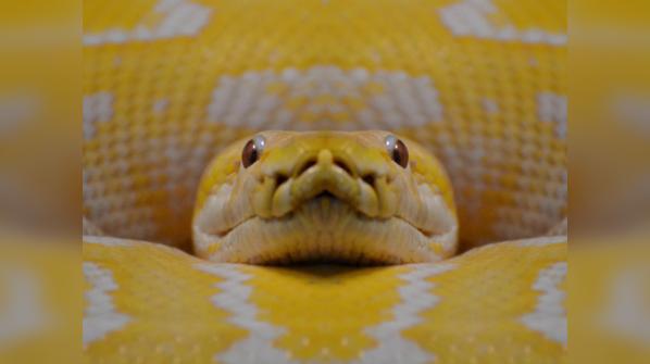 A Yellow Anaconda swimming in a wetland.