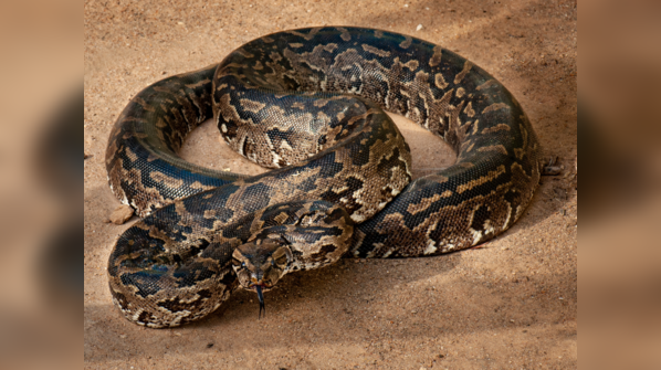 A Southern African Rock Python basking in the sun.