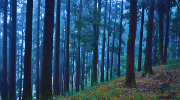 The eerie forests of Dow Hill, a site of unsolved mysteries.