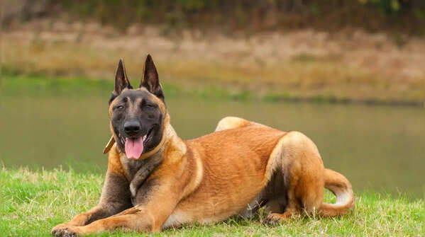 Belgian Malinois: An intense breed requiring significant commitment.