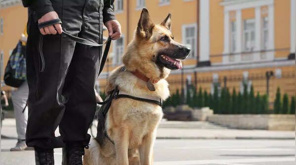 German Shepherd: A loyal breed demanding experienced handling.