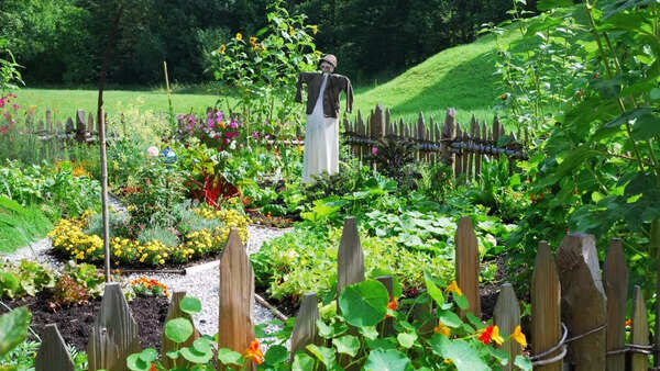 Starting a kitchen garden during monsoon