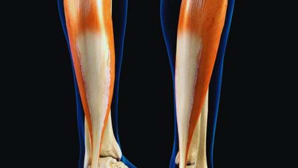 Diagram of the soleus muscle in the lower leg.